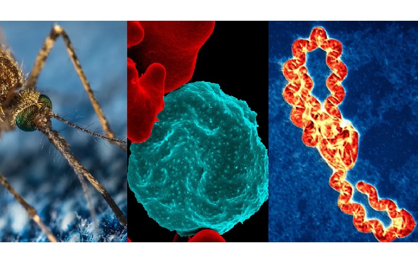 Nicaragua reporta menos contagios de Malaria, Dengue y Neumonía en la última semana 