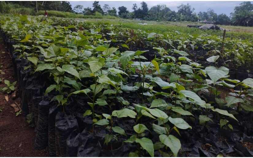 12 mil millones de plantas sembradas en la Campaña de Reforestación “Verde, que te Quiero Verde"