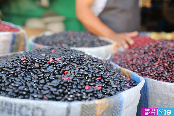 Ministerio Agropecuario asegura que hubo suficiente producción de frijol rojo