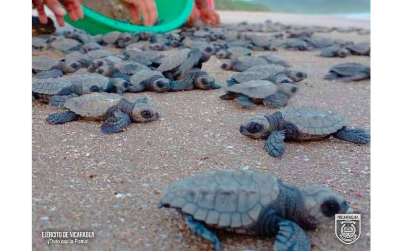 Autoridades de Nicaragua liberan 9,000 tortuguillos marinos de la especie de Paslama
