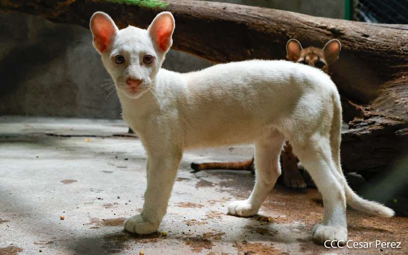 Por que decidieron nombrar Itzae al puma albino que nacio en Juigalpa