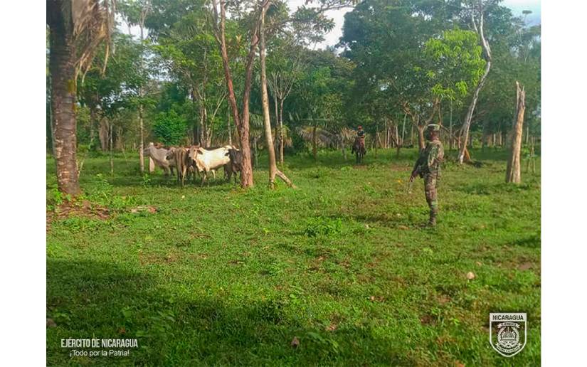 Ejército de Nicaragua logra recuperar semovientes en la comunidad El Cañal