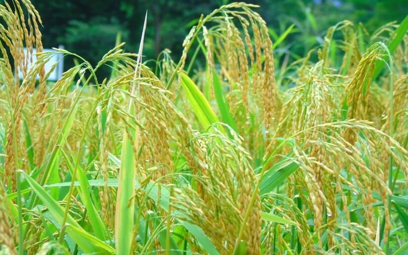 Crece producción de arroz de riego de inverno y verano en Nicaragua