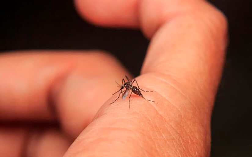 Ministerio de Salud: Menos contagios de Dengue y Neumonía al 19 de mayo 2024