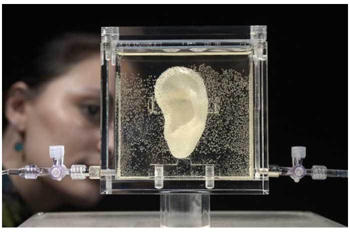 Exponen una réplica de la oreja de Van Gogh fabricada con células vivas 