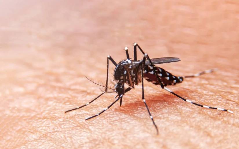 El Dengue, Culpa de Todos