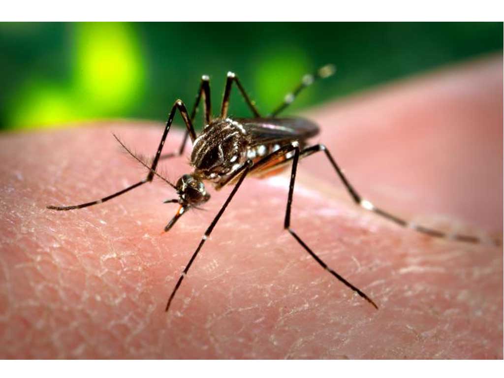 Piden al sector turístico del Caribe que esté atento ante virus chikungunya 