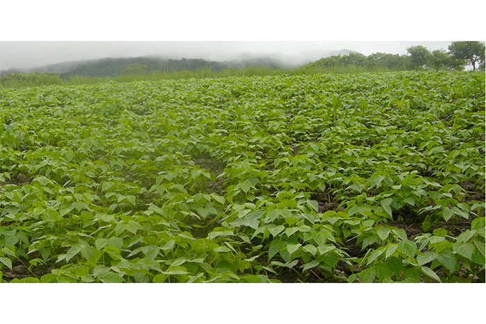 Productores del norte inician la siembra de maíz y frijol