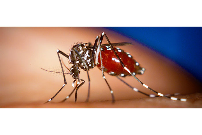 Mined trabaja en prevención frente al Chikungunya