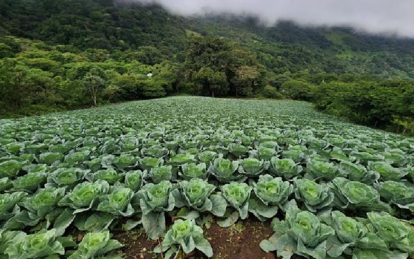 Cover image for Producción de 3.1 millones de unidades de repollo fortalece seguridad alimentaria y economía local