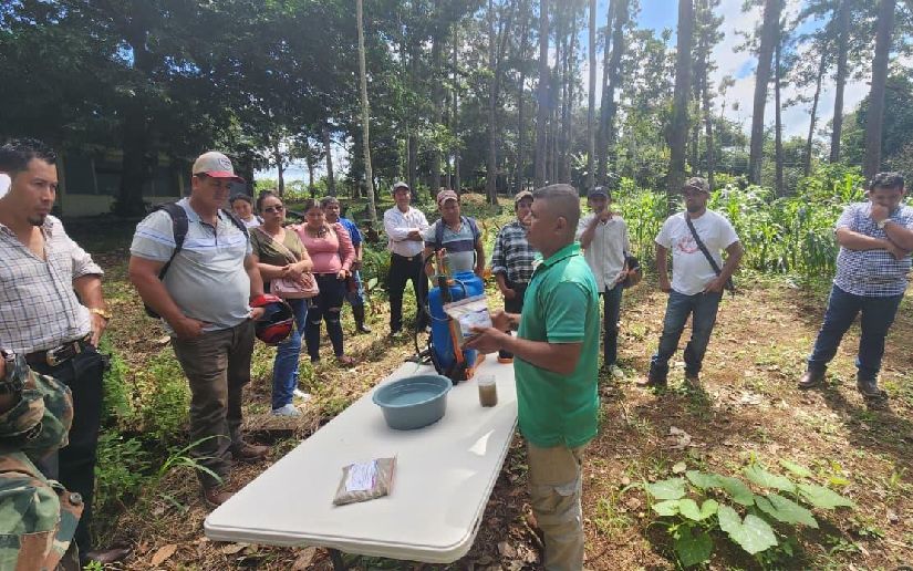 INTA impulsa control biológico del gusano cogollero en cultivo de maíz con insumos sostenibles