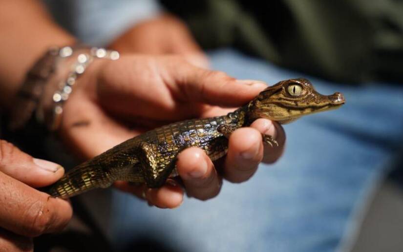 MARENA realiza monitoreo nocturno de cuajipales en el río Papaturro
