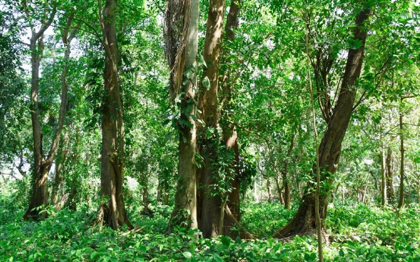 MARENA inicia levantamiento de 130 unidades de muestreo del Inventario Nacional Forestal 2026