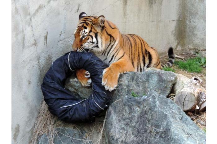 Zoológico japonés crea su marca de jeans con leones y tigres como diseñadores