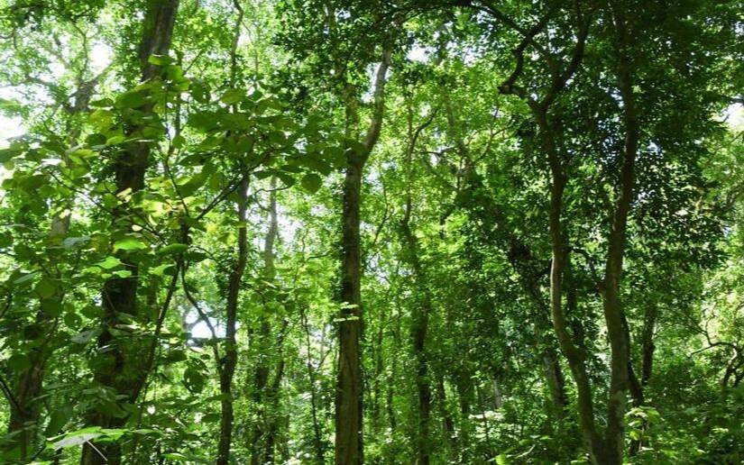 MARENA informa de nuevos bosques en el departamento de Boaco