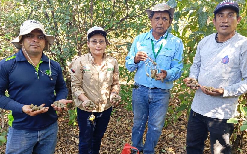 Inicia campaña de reforestación “Verde, Que Te Quiero Verde” con meta de sembrar 12 millones de plantas en 2026