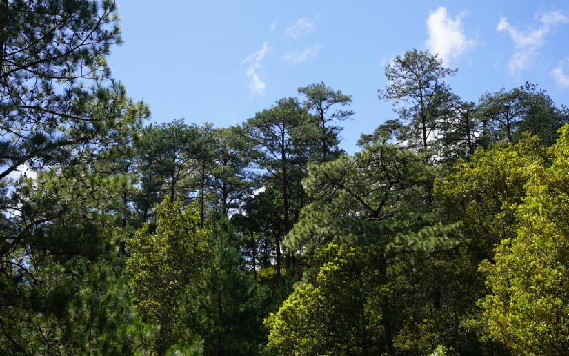 Pine Monitoring