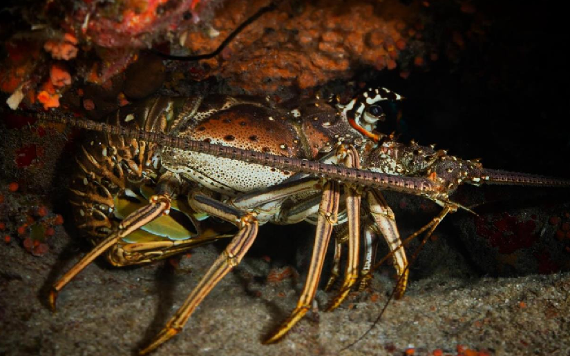 Ensuring Sustainability of Caribbean Lobster