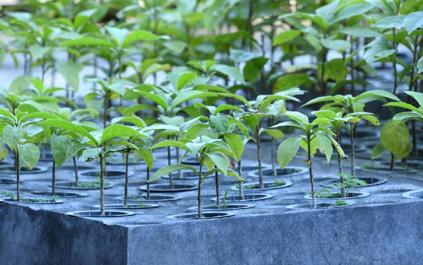 MARENA: Plant Production