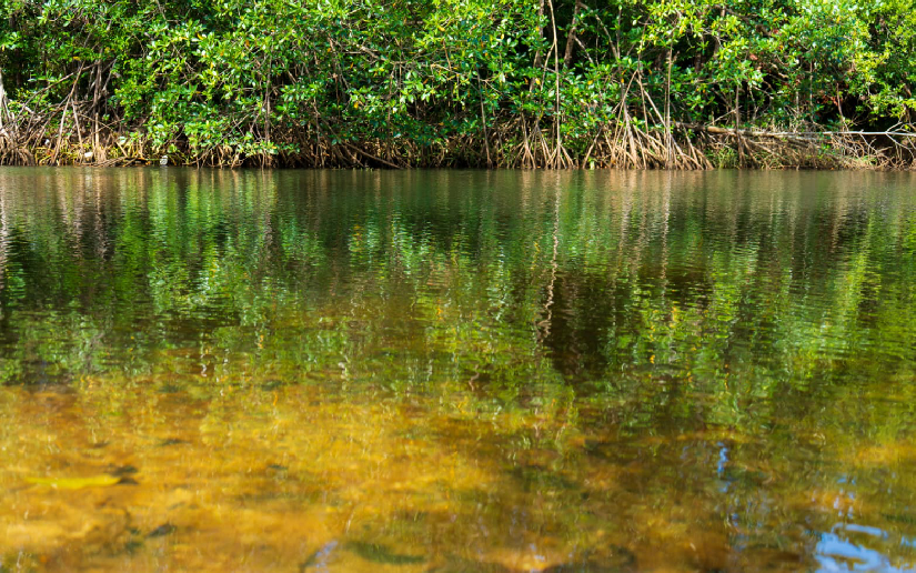 Tuapí invites you to enjoy its freshwater spas in the North Caribbean