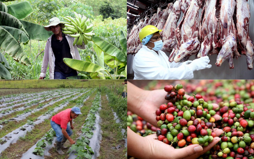 Nicaragua projects increased agricultural production despite El Niño's climate impact