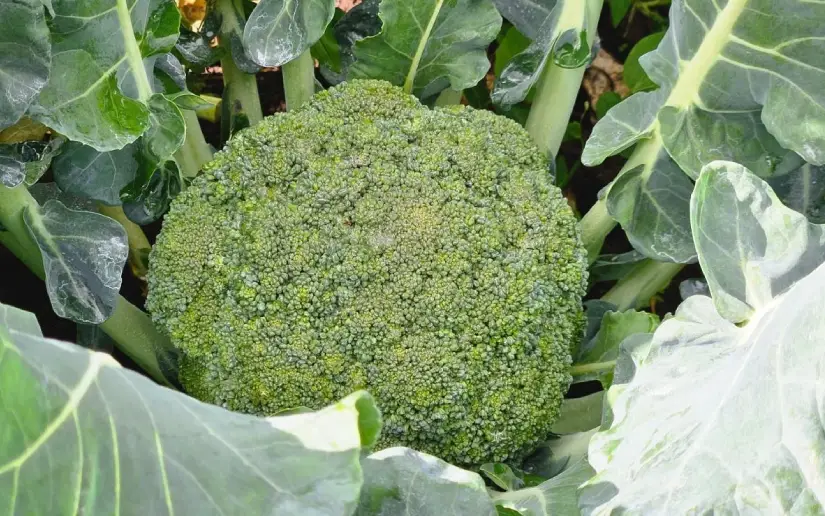Broccoli production in April 2026