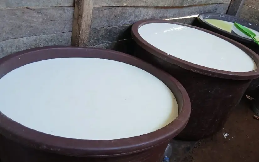 Producción lechera en Nicaragua supera los 113 millones de galones hasta abril 2026
