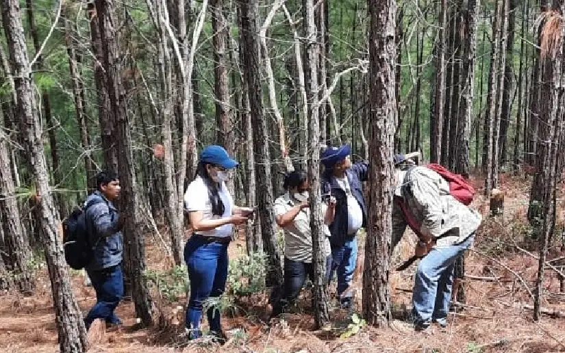 Cover image for Vigilancia fitosanitaria en bosques de pino