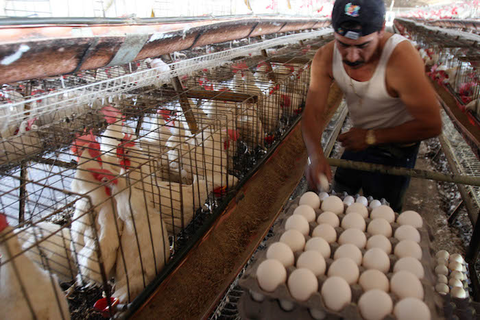 Productores de sorgo y avícolas logran importante acuerdos