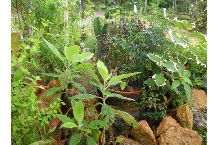 5 fabulosas plantas para regular el azúcar en la sangre