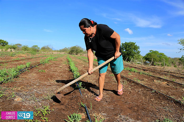 Gobierno y familias nicaragüenses trabajan en conjunto efectiva estrategia para enfrentar la sequía