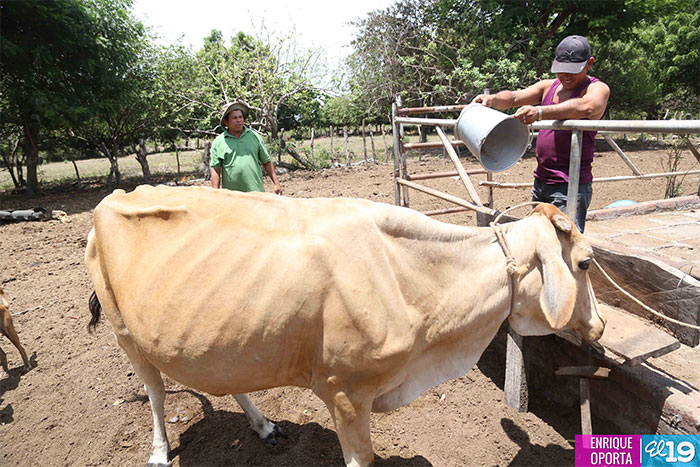 Sequía amenaza pero Gobierno y productores no dan tregua
