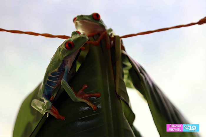 Nicaragua exporta especies exóticas a países de Asia y Europa