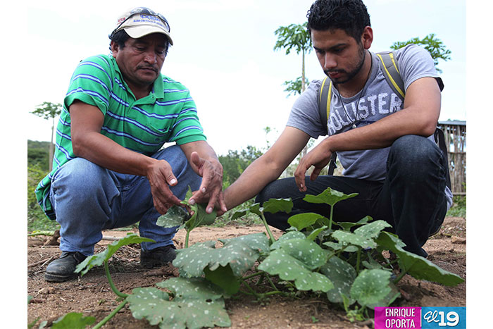 Productores compartirán conocimientos y experiencias para mejorar nutrición del ganado en León
