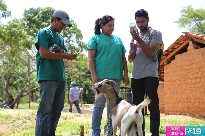 Productores compartirán conocimientos y experiencias para mejorar nutrición del ganado en León