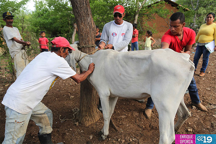 Productores compartirán conocimientos y experiencias para mejorar nutrición del ganado en León