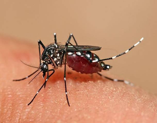 Medio millón de infectados por chikungunya en República Dominicana