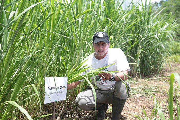 Inta efectúa liberación de nuevo pasto para mejorar alimentación animal