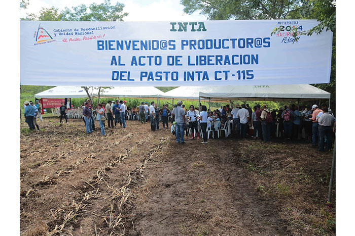 Inta efectúa liberación de nuevo pasto para mejorar alimentación animal