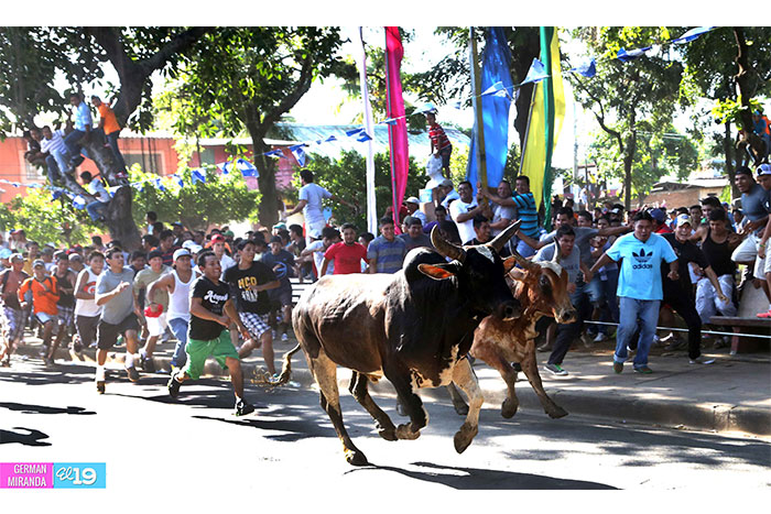 Masaya realiza tradicional tope de toros en honor a San Jerónimo
