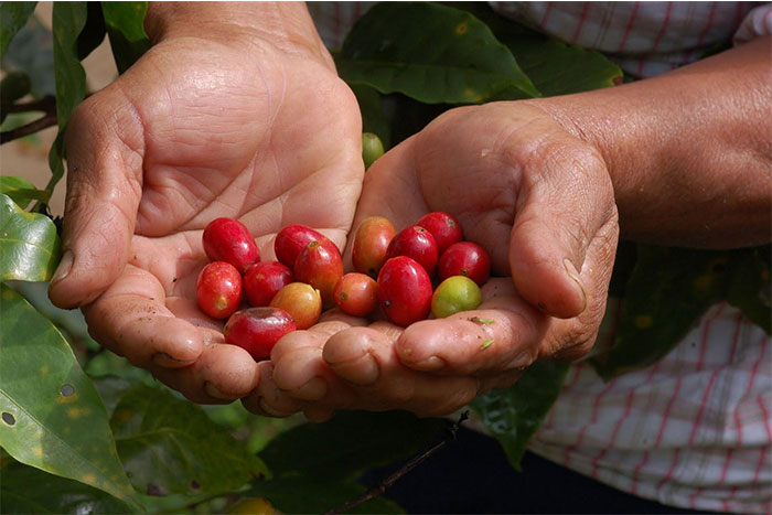 Sector cafetalero se reúne con Gabinete de Producción, Consumo y Comercio