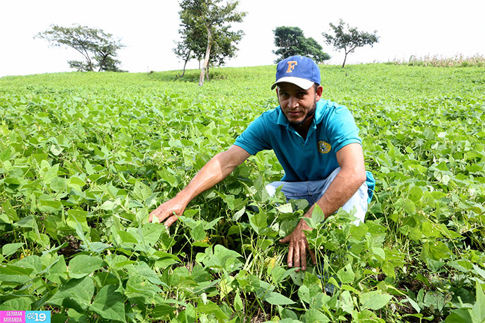 Productores certifican buen rendimiento de la producción de frijol
