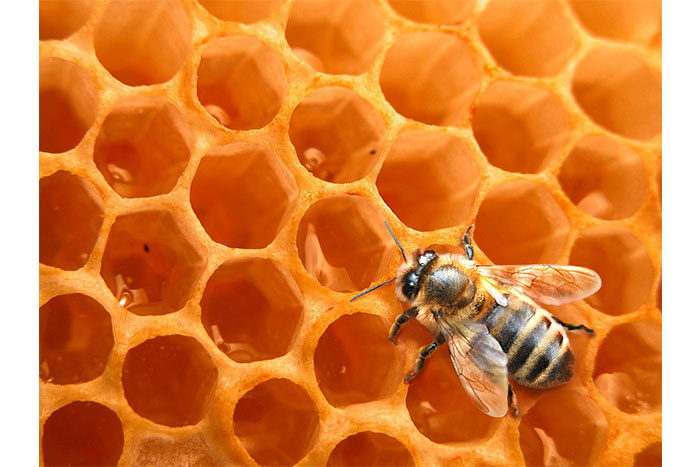 Nicaragua aprovechará las potencialidades de la miel de abeja