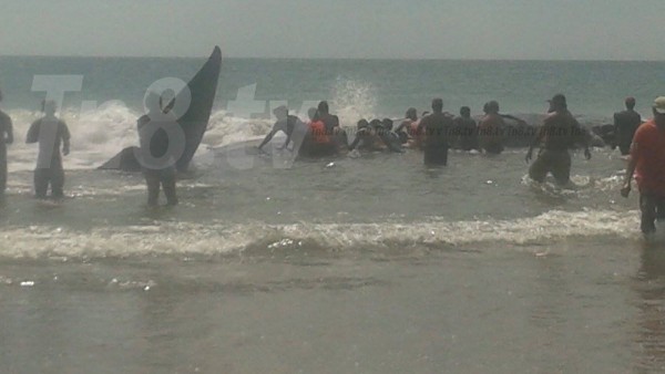 Encuentran ballena varada en playa Popoyo