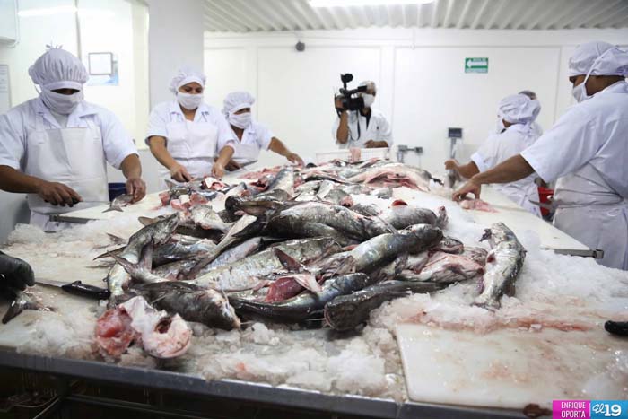 Nicaragua registra cifras récord en producción pesquera y acuícola
