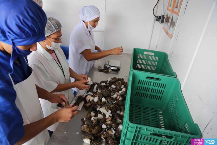 Nicaragua registra cifras récord en producción pesquera y acuícola