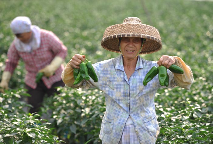 China impulsará en 2015 modernización de su agricultura	