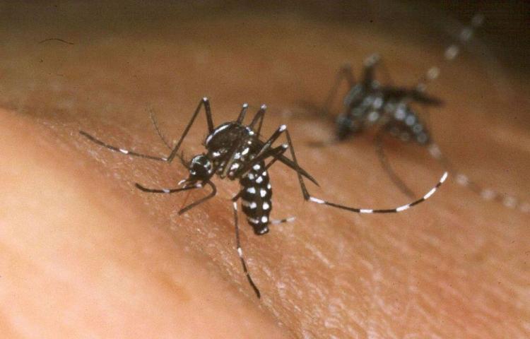 Alerta sanitaria en Paraguay por brote de chikungunya