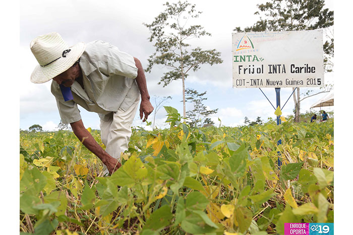 Promueven nueva variedad de frijol negro INTA Caribe