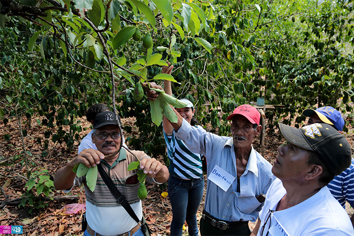 Transferencia tecnológica facilita la producción en municipios secos de Chinandega